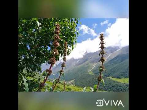 Mountains and Music, what can be better❤❤##Shreya ghoshal🥰