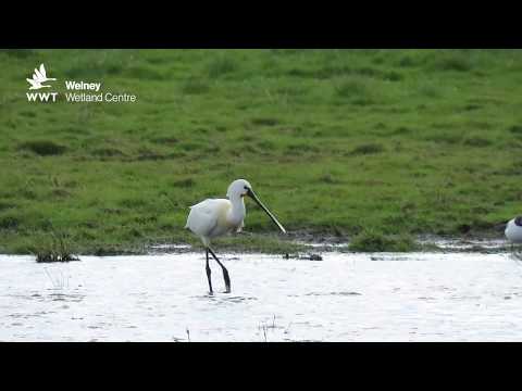 Spoonbill drops in on migration | WWT Welney