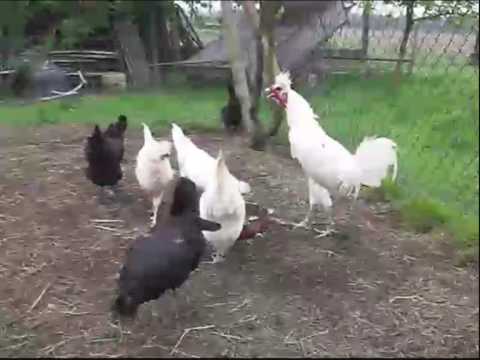 SCARICARE SUONERIA CANTO DEL GALLO