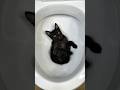 I Saved Three Kittens From The Toilet ‍