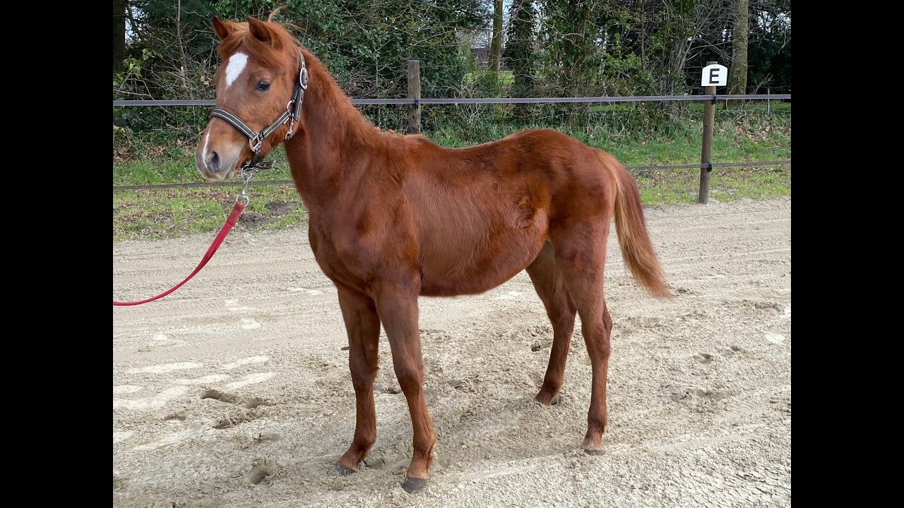 Guus L vh Wilgorenhof (CASPER VAN DE GROENHEUVEL x ORCHID'S TONII) video 1