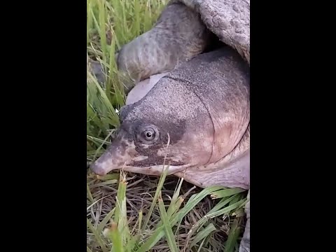 ugly turtle attack