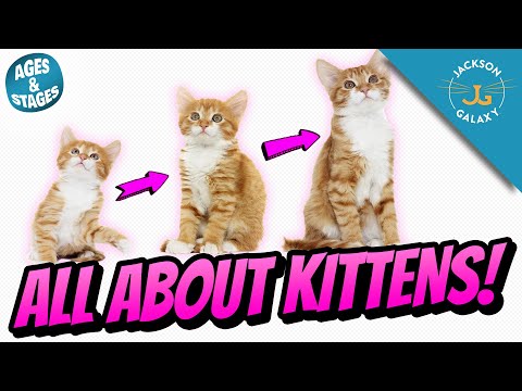 All About Kittens: Kitten Growth Stages & Milestones!