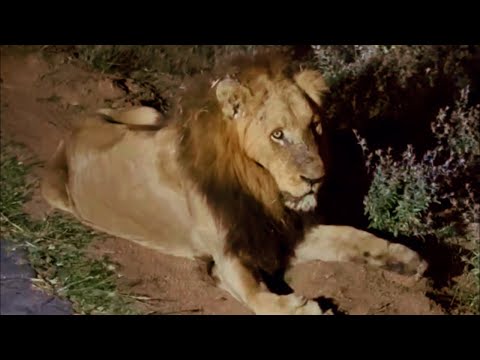 Mohawk Avoca Male Lion with Son Nkuhuma Male | Kruger | 10 May 2025