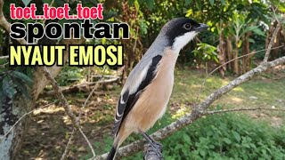 Download lagu toet toet Suara cendet gacor Pagi Hari pancingan jitu BIKIN cendet diam langsung nyaut ikutan bunyi mp3 Download lagu toet toet Suara cendet gacor Pagi Hari pancingan jitu BIKIN cendet diam langsung nyaut ikutan bunyi mp3