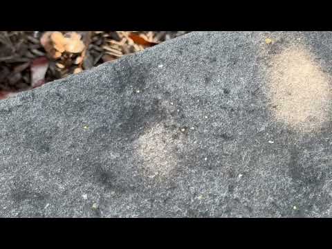 Ants Having a Field Day in Red Bank, NJ