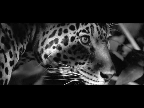El abrazo de la serpiente - Ciro Guerra (2015) - Jaguar - Memorias del Cine