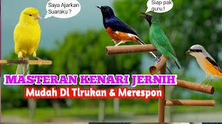 Masteran Kenari Cengkok Mewah Durasi Panjang || Cocok Untuk Pancingan Burung Yang Macet