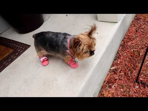 YORKIE PRANCING ON NEW SHOES!!!