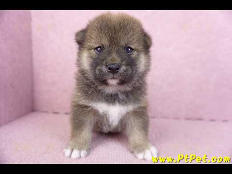 02/05赤色柴犬母幼犬2號