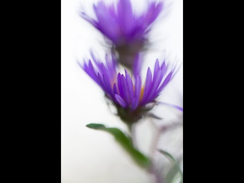 Offering hope to collectives,  understanding the purpose of exit points, Love ALL is still important