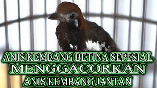 Download lagu 💥ANIS KEMBANG BETINA SEPESIAL MENGGACORKAN ANIS KEMBANG JANTAN mp3