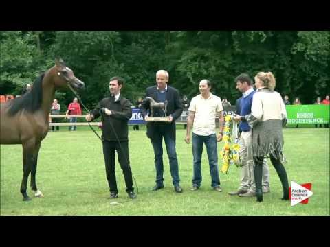 Bruges 2016 - National Best in Show - Prizegiving: n. 24  ZENOBIA K.A