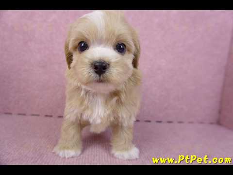 10/18馬爾泰迪公幼犬1號