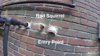 Red Squirrel Entrance Through Pipes | Basement Ceiling Noises Instead of Attic Noises