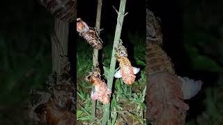 Download lagu Tonggeret, garengpung atau kinjeng tangis #amazing #animals mp3