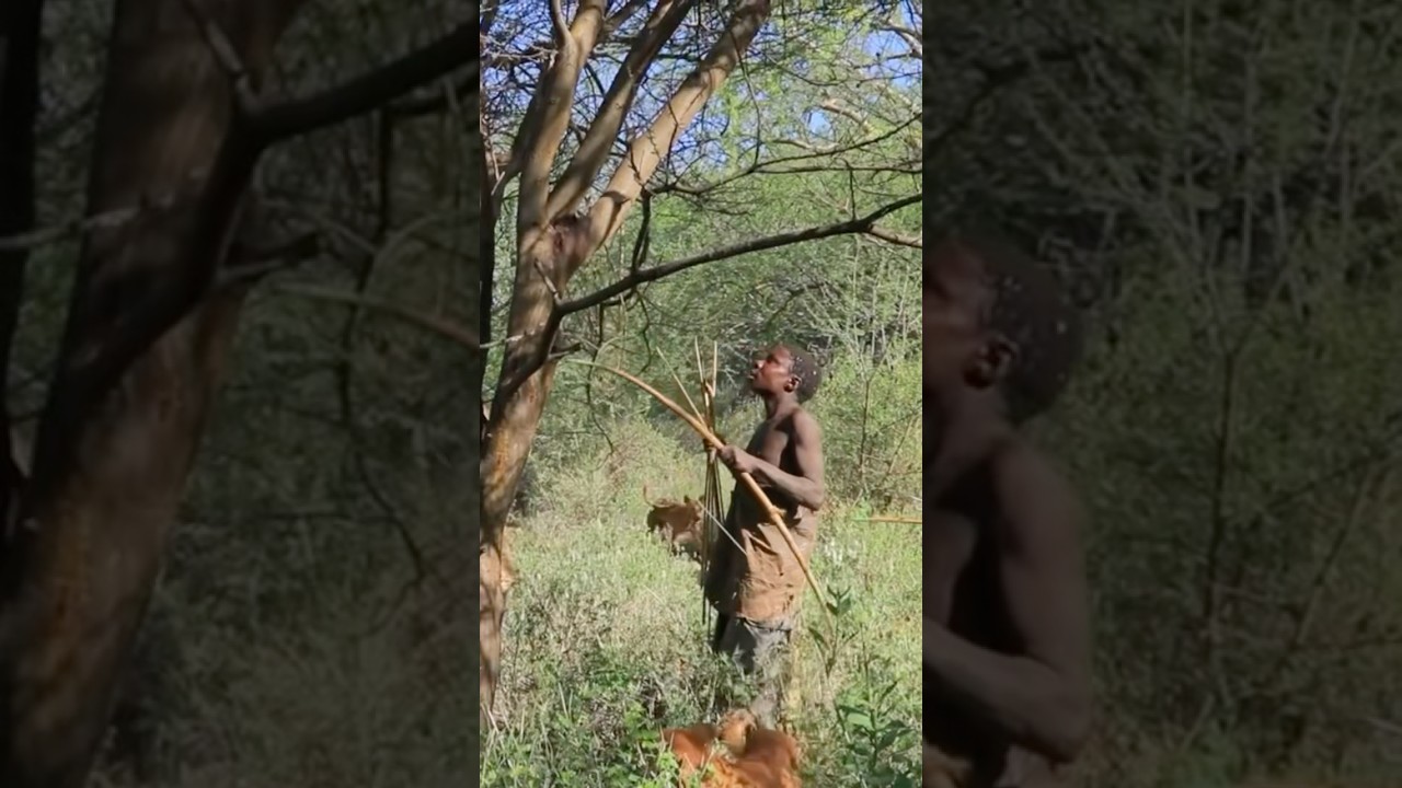Hadza tribe hunting animals for living survivors in the bush life #hadzabetribe #wildlife #hunting