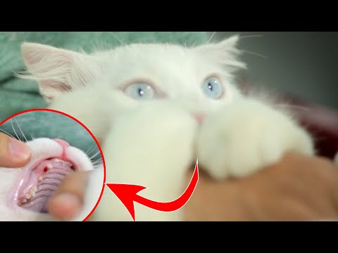 Kittens Losing Baby Teeth