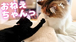 先住猫にはかわいいアピールを忘れずに【仲良し大作戦Part2】【保護猫/黒猫&シャム猫/シャムミックス&ノルウェージャンフォレストキャット】 #cat #japanesecat #保護猫