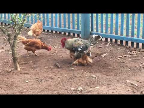 Galo cruzando com a galinha