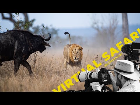 Exhilarating Battle between 5 Lions herd of Buffalo- Virtual Safari #172