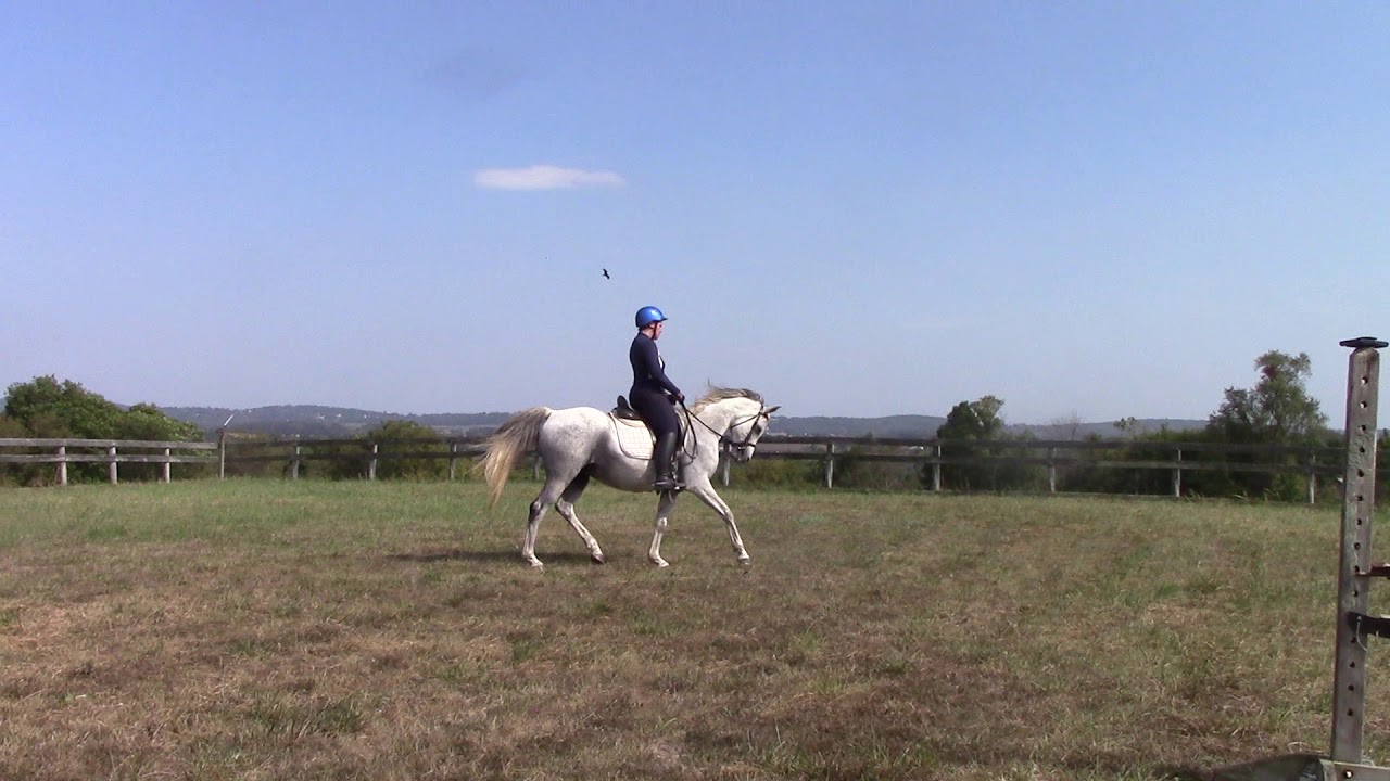 Orion the Crabbet Arabian — video 1
