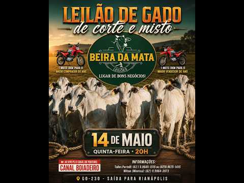 Beira da Mata Leilões - Uruana GO - Leilão de Gado de Corte em Goiás @canal.boiadeiro #live #gado