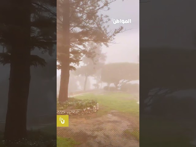 الضباب والمطر يرسمان لوحة بديعة في أبها