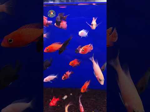 Video Thumb