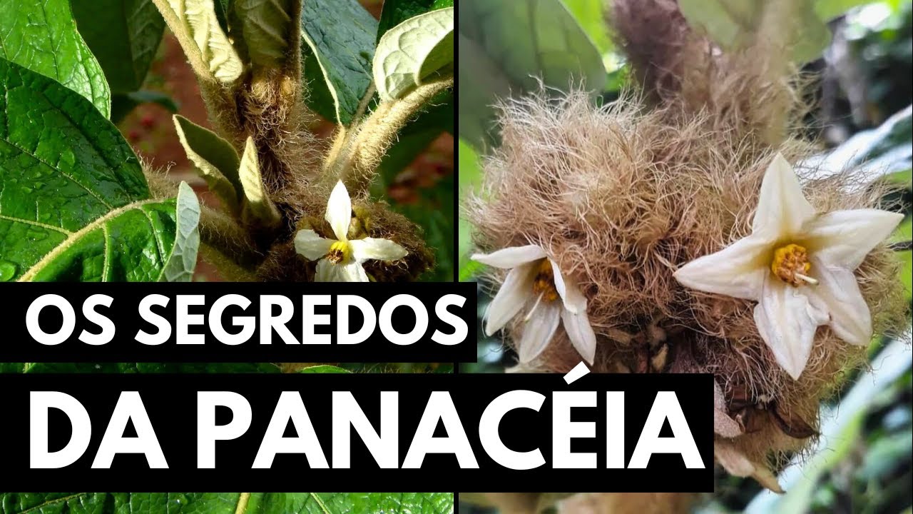 PANACEIA: A PLANTA QUE TRATA DESDE GONORRÉIA ATÉ A PREVENÇÃO DE ARRITMIA CARDÍACA #028