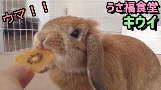 ホーランドロップがキウイを食べる？！ウサギとフルーツのコラボ【Rabbit eating kiwi】