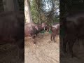 Buffalo Meeting Animal Lovers Song Remix Punjabimusic Baffalo Cow Animals Cattleworld