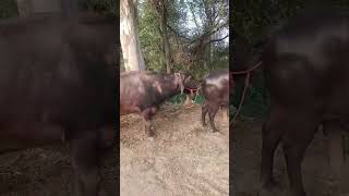 buffalo meeting 🤝 animal lovers #song #remix #punjabimusic #baffalo #cow #animals #cattleworld