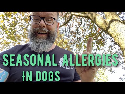 Causes of Seasonal Allergies in Dogs and How To Treat Them