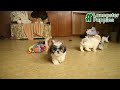 Shihpoo dogs for sale: Cash - Video 1
