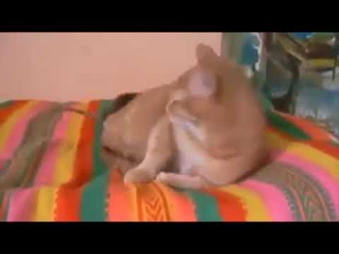 Cat dog comedy