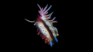 Download lagu Sub Focus - Alarm (ft. MC ID) [Visualiser] mp3