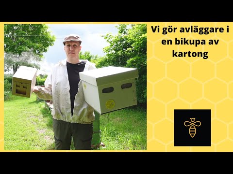 Vi gör avläggare i bikupor gjorda av kartong