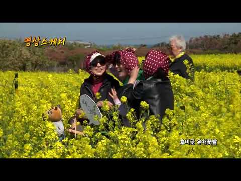 호미곶 유채꽃밭