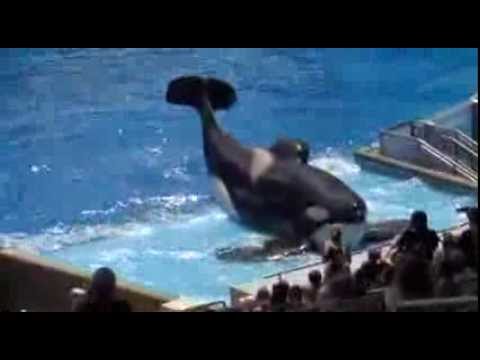 Tilikum the killer whale has killed three people