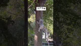コアラは忙しい#コアラ