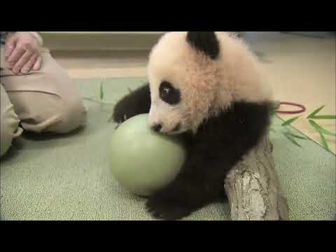 Panda Cub Has a Ball   Xiao Liwus 18th Exam   YouTube