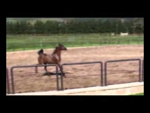 Elkasun Arabians - Alihandro - BBand.wmv