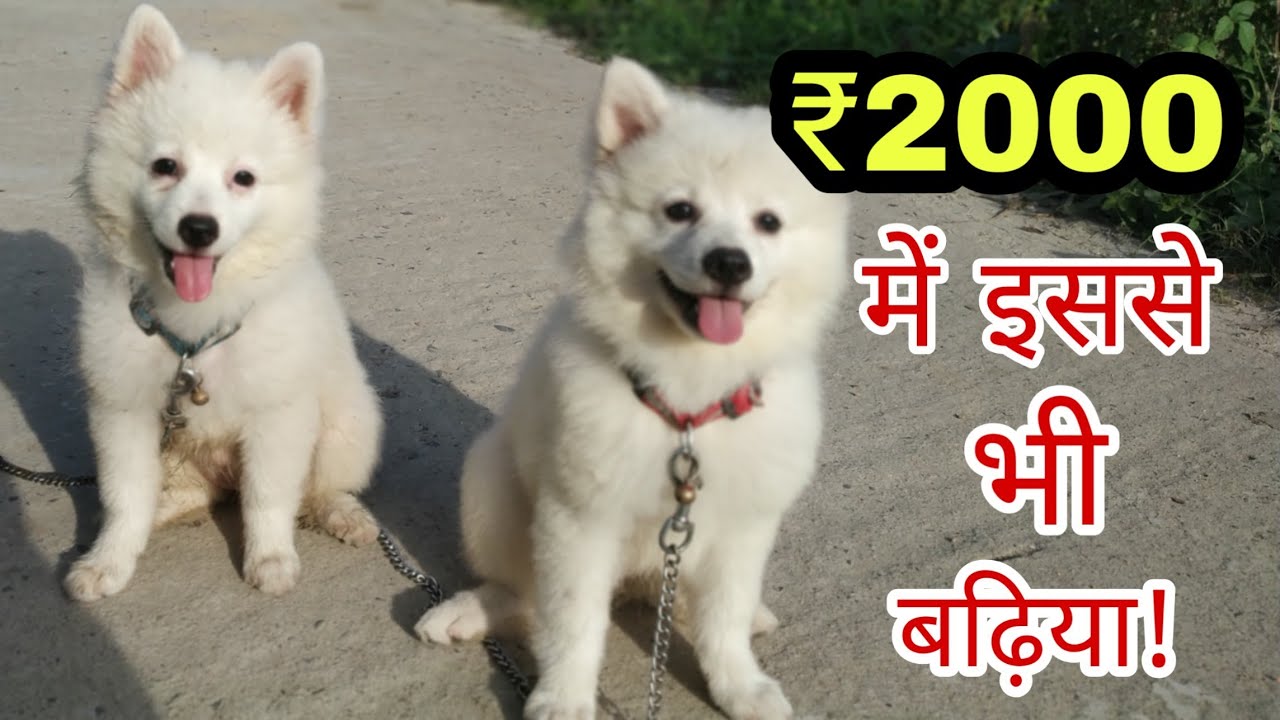 Top quality Indian spitz puppy in genuine price.