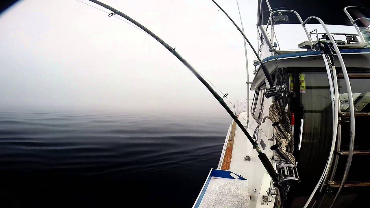 Fish Frenzy