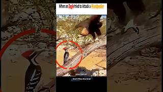 Download lagu “Burung Kecil vs Elang… Dan Elang Itu Jatuh! 😳🐦🦅” #satwa liar #hewan #video pendek #elang mp3