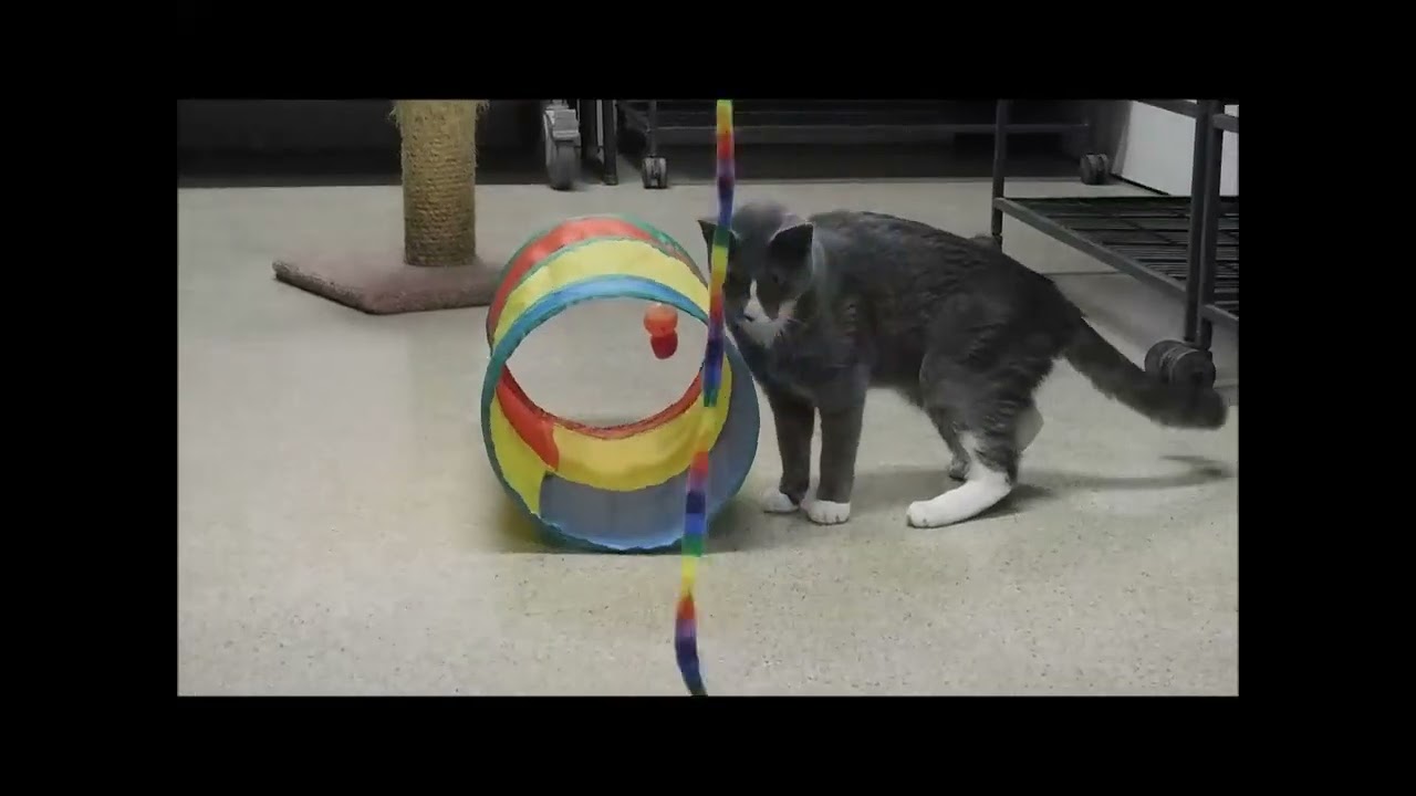 REMBRANDT, a ADOPTABLE Domestic Short Hair in Ironwood, MI video 6/6