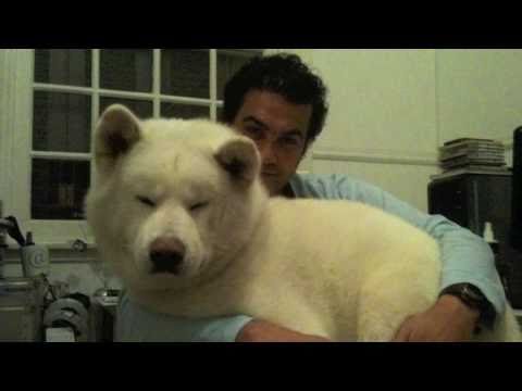 秋田犬 AKITA INU whisper & Dipa - "when you give your heart " akita inu ささやく