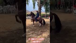 El canelo - Grupo Laberinto
