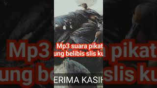 Download lagu mp3 suara pikat burung belibis alis kuning sangat ampuh mp3